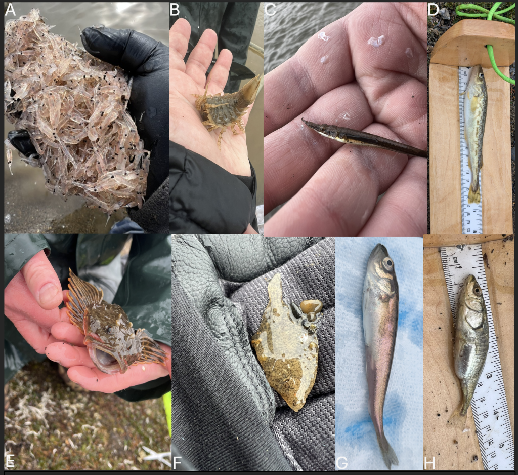 Photo collage showing different kinds of fish